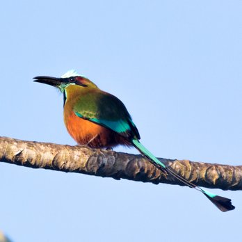 Contoy Excursions - Turquoise-Browed Motmot - Tours Near Me - Cancún, ROO
