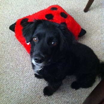 Pampering Paws - Pet Sitting Near Me Pampering Paws - Pet Sitting Near Me