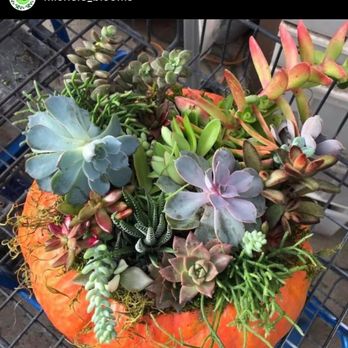Michele's Blooms - Live succulents in a real pumpkin!!! - Gardeners Near Me