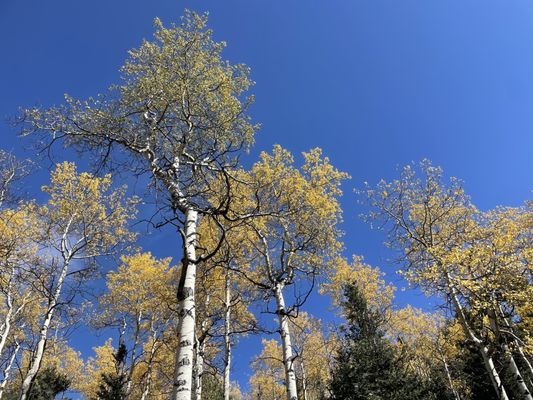 Mueller State Park by null