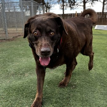 wagbnb - Sadie lovin her day at Wagbnb! - Pet Boarding Near Me - Lubbock, Texas wagbnb - Sadie lovin her day at Wagbnb! - Pet Boarding Near Me - Lubbock, Texas