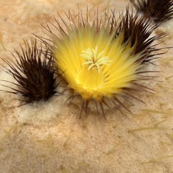 Belgian Nursery - Flowers of a catcus