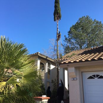 Y&A Tree Service - One cypress down, one to go - Tree Services Near Me Y&A Tree Service - One cypress down, one to go - Tree Services Near Me
