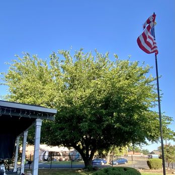 Robert's Tree Care - Before - Tree Services Near Me - Stockton, California