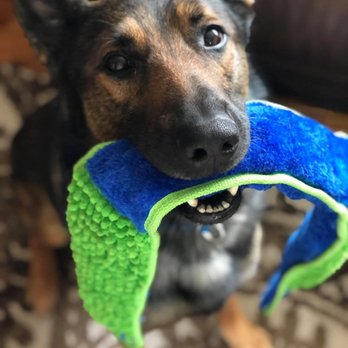 North Jersey K9 - Pet Training Near Me - Allendale, New Jersey North Jersey K9 - Pet Training Near Me - Allendale, New Jersey