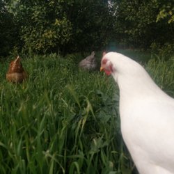 Niki Farms