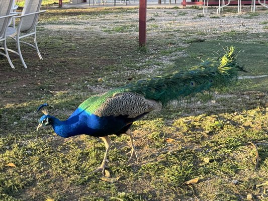 Principe di Tricase Winery by null