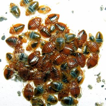 Kenneth Foy Pest Control - Pest Control Near Me Kenneth Foy Pest Control - Pest Control Near Me