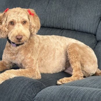 Sham-Paws Self Serve Dog Wash - Pet Groomers Near Me - Placentia, California Sham-Paws Self Serve Dog Wash - Pet Groomers Near Me - Placentia, California