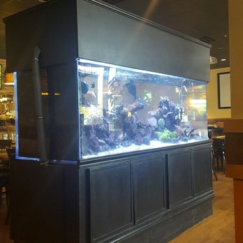 Seven Seas - Look at the fishies! - Thai Near Me - Corona, California