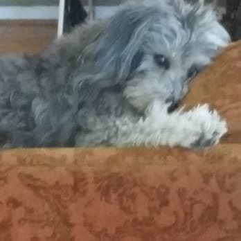 Pet Sitting By Pam - Pet Sitting Near Me Pet Sitting By Pam - Pet Sitting Near Me
