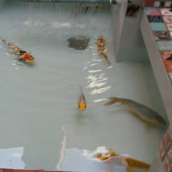 Parkview Elementary School - Yes, fish in the lobby.