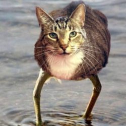 Medlin Middle School - Me when cat.