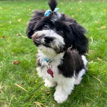 Una Rakki - Love her cut and she does too! - Pet Groomers Near Me - Crosby, Minnesota Una Rakki - Love her cut and she does too! - Pet Groomers Near Me - Crosby, Minnesota