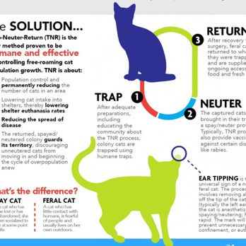 Luxe Paws - The #1 way to save lives is by making sure every kitty is fixed! Our volunteer team helped 904 kitties in 2018! Spay/Neuter Saves Lives! - Pet Adoption Near Me Luxe Paws - The #1 way to save lives is by making sure every kitty is fixed! Our volunteer team helped 904 kitties in 2018! Spay/Neuter Saves Lives! - Pet Adoption Near Me