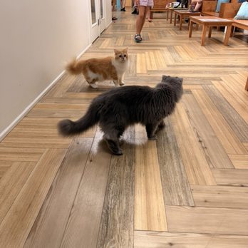 Cat Café MOFF - Themed Cafes Near Me - Honolulu, Hawaii Cat Café MOFF - Themed Cafes Near Me - Honolulu, Hawaii