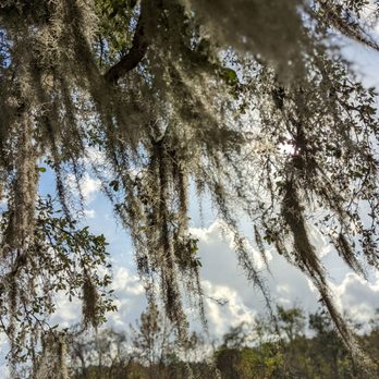 Houston Botanic Garden - Willow weeping - Venues & Event Spaces Near Me - Houston, Texas Houston Botanic Garden - Willow weeping - Venues & Event Spaces Near Me - Houston, Texas