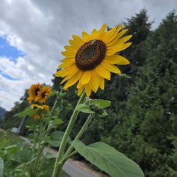 GM Farm
