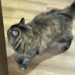 The Cats' Pyjamas Cat Café - This one was curious, feisty and friendly. ( she hit me but it's okay )