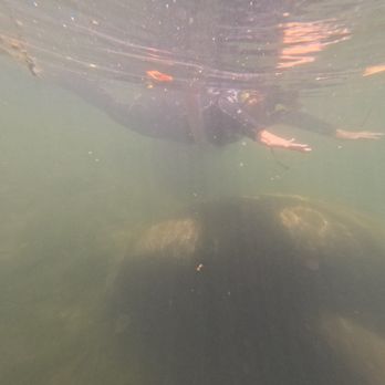 Nature's Discovery - When the manatee swims under you, freeze! - Boat Tours Near Me - Crystal River, Florida Nature's Discovery - When the manatee swims under you, freeze! - Boat Tours Near Me - Crystal River, Florida