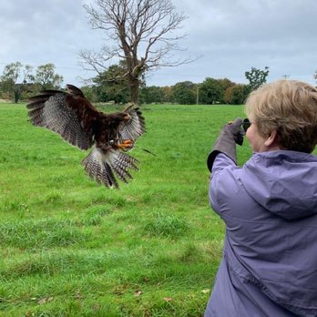 Dublin Falconry - Harris Hawk demo - Specialty Schools Near Me - Balbriggan, D