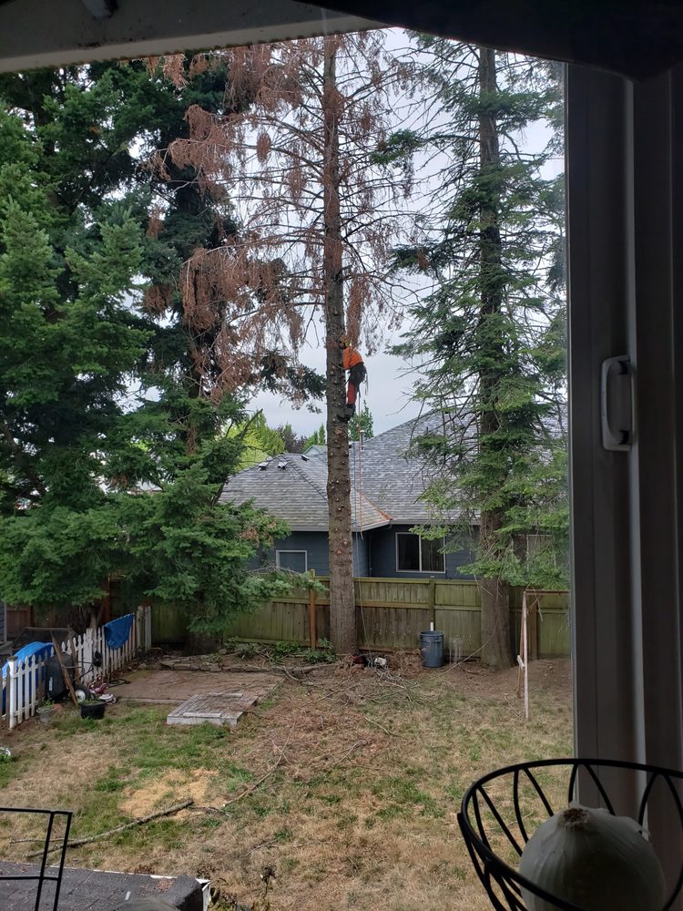 ALDER CREEK TREE SERVICE Updated September 2024 14 Reviews Boring, Oregon Tree Services