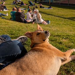 Everett Animal Shelter - A previously adoptable dog from the shelter, now in a home