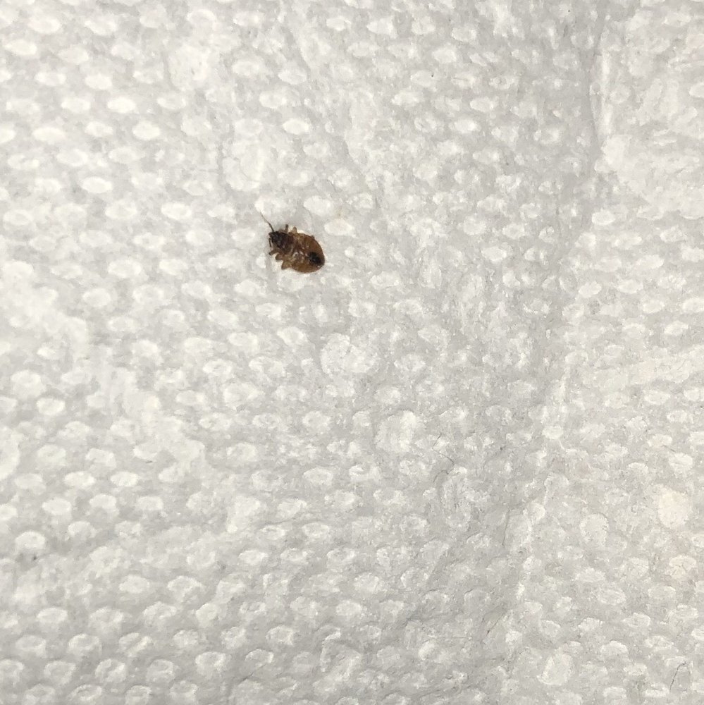 BELLA VISTA APARTMENT HOMES Updated September 2024 Request