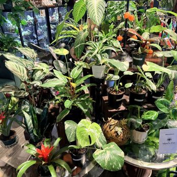 Mind’s Eye Plants - Plants - Nurseries & Gardening Near Me - Round Rock, Texas Mind’s Eye Plants - Plants - Nurseries & Gardening Near Me - Round Rock, Texas