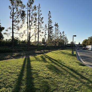 Bernabe Tree Service - Tree Services Near Me - Riverside, California Bernabe Tree Service - Tree Services Near Me - Riverside, California