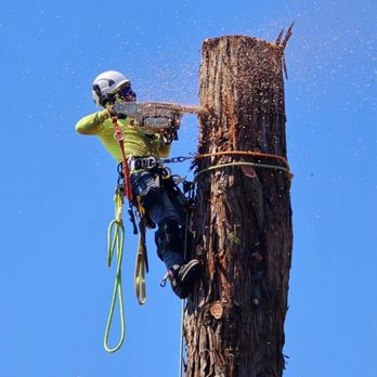 Sammy’s Tree Services - Removal of a redwood that was breaking a retaining wall. - Tree Services Near Me Sammy’s Tree Services - Removal of a redwood that was breaking a retaining wall. - Tree Services Near Me