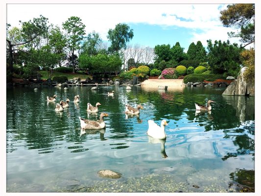 Auburn Botanic Gardens by null