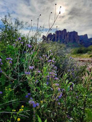 Lost Dutchman State Park by null