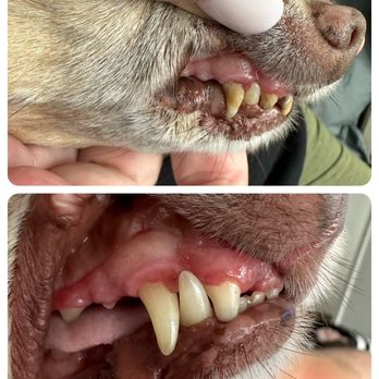MexiVet Express - Before and after pic - Veterinarians Near Me MexiVet Express - Before and after pic - Veterinarians Near Me