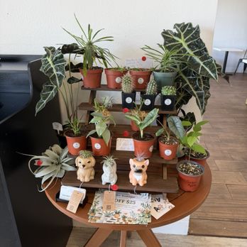 BAM Bar - Coffee & Tea Near Me - New Port Richey, Florida