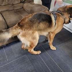 24 Hour Vapes - This handsome and sweet boy here is Shoyu.