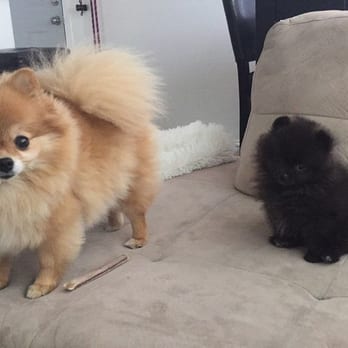 Mathews Bitsy Poms - Nala 4 years old and Kylo 8 weeks old - Pet Breeders Near Me
