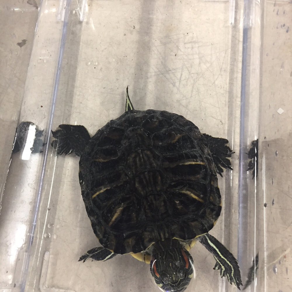 Petco - Pet Stores Near Me - Burbank, California Petco - Pet Stores Near Me - Burbank, California