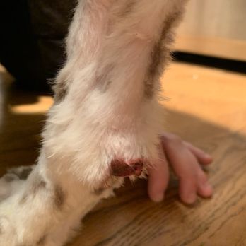 Most Valuable Pets - Her paw pads had been nicked and bled and bled. It was so hard to watch. - Pet Stores Near Me - Lexington, Kentucky