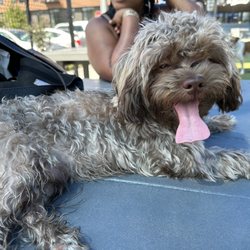 Bark Social - Baltimore