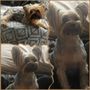 April's Pet Grooming