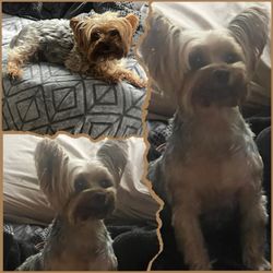 April's Pet Grooming - His before & after. Thanks April's grooming!