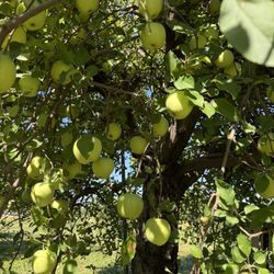 Keller's Farmstand