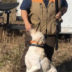 Punk Hollow Labrador Retriever - 6 X UFTA F Ch Portentoso's Prince Ronto and I just prior to competing at a field trial in Marshall Illinois.
Notice how ripped he is...