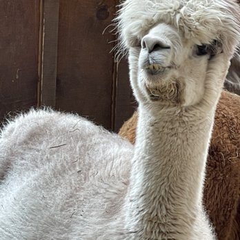 Buck Brook Alpacas - Alpaca Daze - Attraction Farms Near Me - Roscoe, New York Buck Brook Alpacas - Alpaca Daze - Attraction Farms Near Me - Roscoe, New York