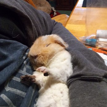 Rockingham Emergency Veterinary Hospital - My 4 year old guinea pig later the vet - Veterinarians Near Me - Windham, New Hampshire Rockingham Emergency Veterinary Hospital - My 4 year old guinea pig later the vet - Veterinarians Near Me - Windham, New Hampshire