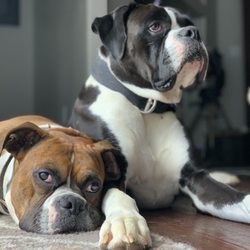St Francis Veterinary Center