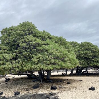Makalawena Beach - Beautiful and iconic trees at Makalawena Beach - Beaches Near Me - Kalaoa, Hawaii Makalawena Beach - Beautiful and iconic trees at Makalawena Beach - Beaches Near Me - Kalaoa, Hawaii