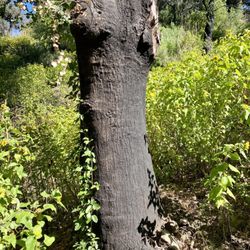 Montecito Peak Hike - Burned tree 5/15/2020
