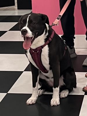 Lily's Handmade Ice Cream by null